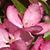 Carol Hostler Neal's profile image