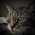 Luke Catman's profile image