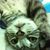 Zoey Lu's profile image