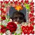 Gwen Schouten's profile image