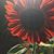 Cheryl Aronson's profile image
