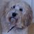 Judi Dolfi Waggett's profile image