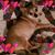 Tammy Mistrot's profile image