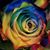 Amy Naylor's profile image
