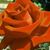 Bertha Hernandez's profile image