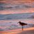 Sue Webb's profile image