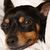 Chriss Fisher-Talio's profile image