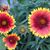 Dawn Sweany Stover's profile image
