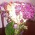 Julieta Lopez's profile image