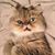 Christine Nicole's profile image