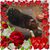 Annie Sayre-Parrott's profile image