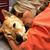 Lisa Grimm Mobbs's profile image