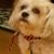 Toni Nevicosi's profile image