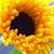 Suellen Dosch's profile image