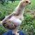 Heather Savage-Maierle's profile image