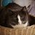 Letitia Tappa's profile image
