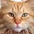 Michele Kennedy's profile image