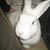 Danae Caporin's profile image