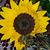 Kristen Freeman Garcia's profile image