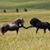Julie Salvadore's profile image