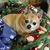 Brenda Middleton Harrison's profile image