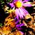 Ann Marty Brennan Lee's profile image