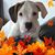 Gena Renee's profile image