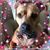 Nadine Lesczyszyn Breidigam's profile image