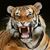 Pat Todi's profile image