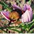 Diana Grant Sturdevant's profile image