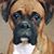 Toni Hardy's profile image