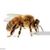 Anne Contant Gusmano's profile image