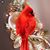 Lise Jalbert Neville's profile image