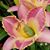 Kellie Messer's profile image