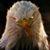 Tanner Runkle's profile image