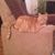 Linann M Singh's profile image