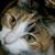 Laura Findeisen Layman's profile image
