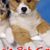 Charlene's Pet Grooming's profile image