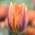 Candy Perry Ganzel's profile image