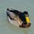 Duck Pride's profile image