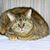 Dawn Bennett's profile image