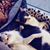 Nena Ceballos's profile image