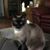 Carol Heelas's profile image