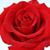 Elizabeth Ace's profile image