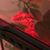 Diane Pardini's profile image