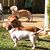 Lorilee Corbett's profile image