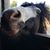 Carol McIsaac's profile image