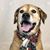 Doreen Lietzau's profile image