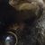 Wendy McClure Ashton's profile image