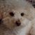 Janine Attardo Bowen's profile image